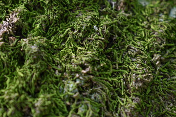 A close up photo of  moss