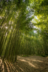 Fototapeta na wymiar Bamboo green forest in Coimbra, Portugal