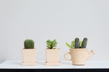 Small succulent cactus plant in orange clay pot on white desk and white wall