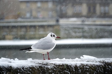 Common gull sits on a concrete embankment fence in the snow in winter. 