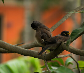 Common Mynas are also called Indian Mynas. They are medium sized bird, found with a brown body, an yellow beak and eye patch. They capable of both speaking and singing. 
