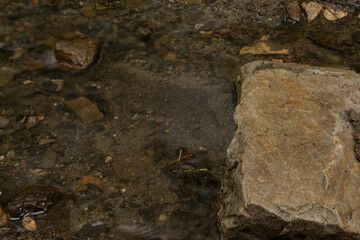 the stream that flows through the Prague park the water is crystal clear