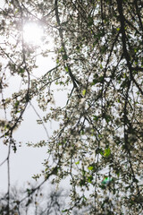 trees in spring