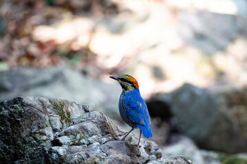 Blue pitta