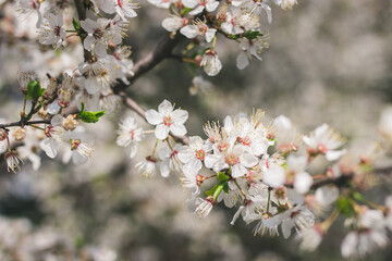 cherry tree flowers
