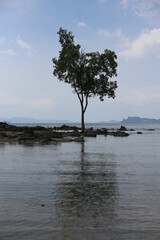 a beautiful dramatic vertical day shot of a lonely tree growing in the middle of black sharp rocks at an ocean beach in Thailand with islands and mountains on the horizon, blue sky and white clouds