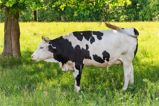 A cow is standing near a tree