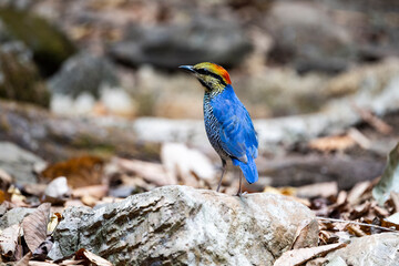 Blue pitta