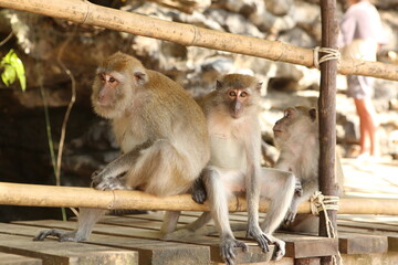 close up shot of three curious brown beige macaque monkeys sitting on wooden planks of a footpath at a beach in Krabi, Thailand. One monkey is keenly staring at the camera while the others look away