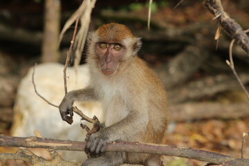 a close up portrait shot with bokeh background of a curious young brown beige macaque monkey holding a tree branch and looking at the camera with big interest on a beach in Krabi, Thailand