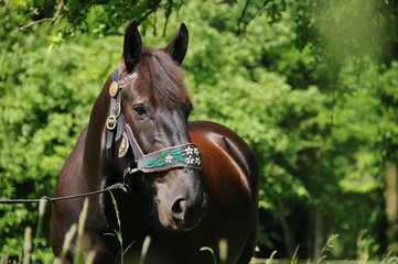 Obraz premium Noriker Kaltblut