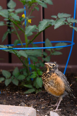 young juvenile robin in garden