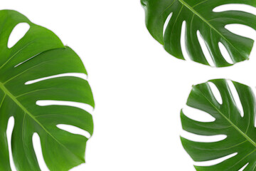 Monstera leaves on white background isolated