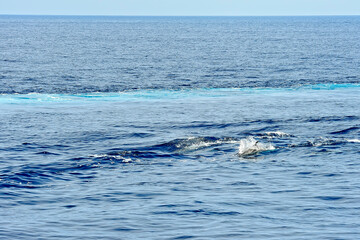 Naklejka premium Pilot whale in the sea