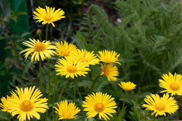 Obraz premium Doronicum yellow daisy flowers in the garden