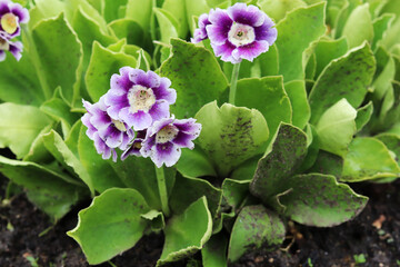 spring purple primrose flowers in the garden