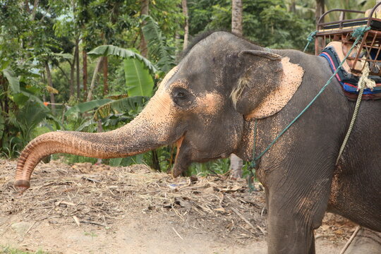 side view photo of a young grey elephant with yellow pigmented skin, big ears, open mouth and a long truck on a jungle background with sand, trees, leaves, dry grass and branches. Taken in Thailand