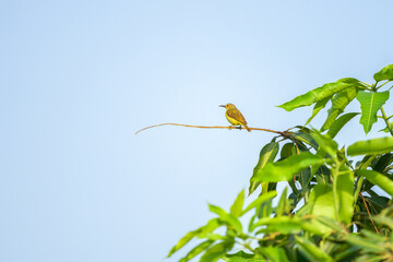 Beautiful bird on the tree