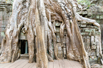 Ruins Ta Prohm temple and Banyan Tree Roots, Angkor Wat complex, Siem Reap, Cambodia.