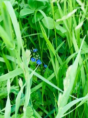 common blue dragonfly