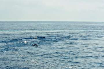 Pilot whale in the sea