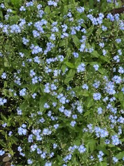 forget me not flowers