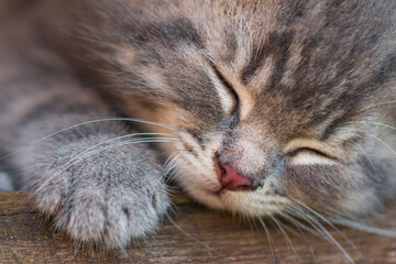 Fototapeta na wymiar gray kitten on a wooden background