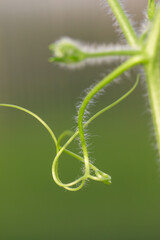 shoot on a branch of watermelon for weaving