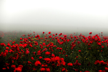 Beautiful field of red poppies in the sunset light. close up of red poppy flowers in a field. Red...