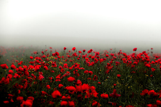 Beautiful field of red poppies in the sunset light. close up of red poppy flowers in a field. Red flowers background. Beautiful nature. Landscape. Romantic red flowers.