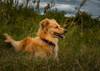 dog lying on the grass