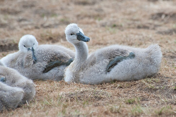 quirky posturing from young cygnet whilst the brood sleeps