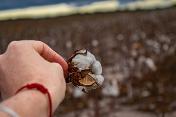 cotton plant in hand