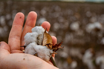 cotton plant in hand