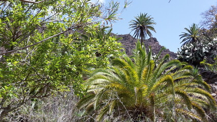 Obraz premium palm trees on the beach