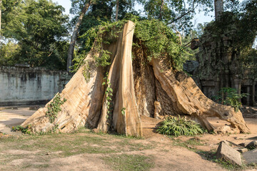 Ruins Ta Prohm temple and Banyan Tree Roots, Angkor Wat complex, Siem Reap, Cambodia.