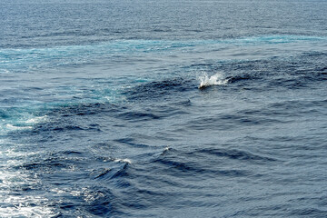 Naklejka premium Pilot whale in the sea