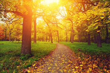 Autumn landscape in park with sunlight between trees