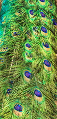 Obraz premium Peacock tail with bright blue-green feathers