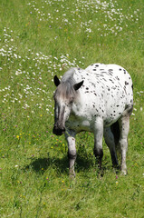 Obraz premium Norikerpferde auf der Weide