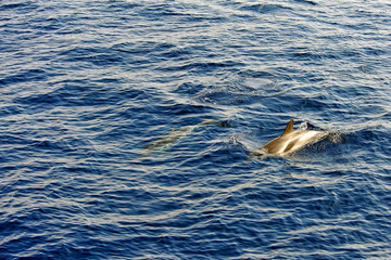 Obraz premium Pilot whale in the sea