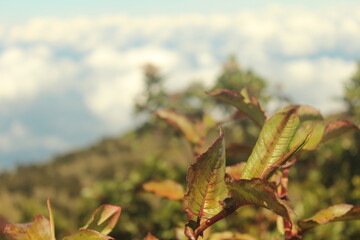 autumn leaves in the forest
