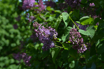 lilac flowers on a bush