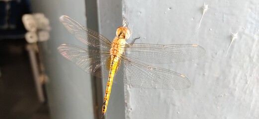 dragonfly is an insect belonging to the order Odonata,infraorder Anisoptera. © Chithra