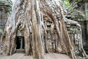 Ruins Ta Prohm temple and Banyan Tree Roots, Angkor Wat complex, Siem Reap, Cambodia.