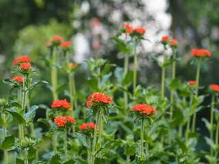 Botanical background of a spring flower.Hardy plant Lichnis chalcedonica or in everyday life called carnation blooms in the garden.