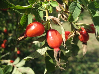 Branch with red rosehips fruits against the background of green foliage