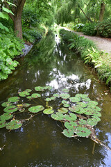 Nénuphars au jardin d'eau en été