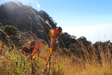red poppy in the field