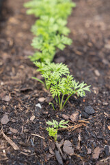 green of young planted carrots in a bed in springtime